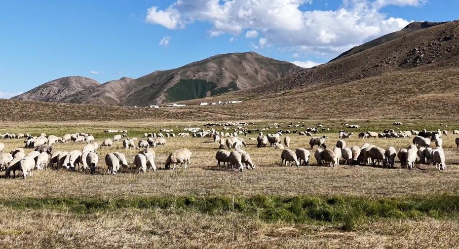 Tunceli'de Çoban Bulmakta Zorlanılıyor ve Yüksek Maaşlara Rağmen Problemler Sürüyor
