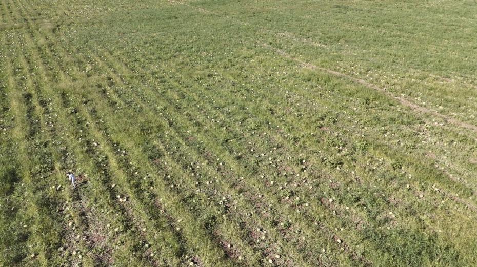 Eskişehir'de Karpuz Üreticisinin İçler Acısı Durumu: Tarlada Bırakılan 2 Bin 500 Ton Karpuz Bedava Dağıtılıyor