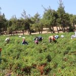 Kilis’in her nemli yerinde yetişiyor: Şehrin geçim kaynağı… – Son Dakika Hayat Haberleri