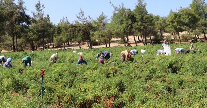 Kilis’in her nemli yerinde yetişiyor: Şehrin geçim kaynağı… – Son Dakika Hayat Haberleri