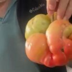 Yerli tohumun gücü şaşırtıyor! Tam 1 kilo 400 gram